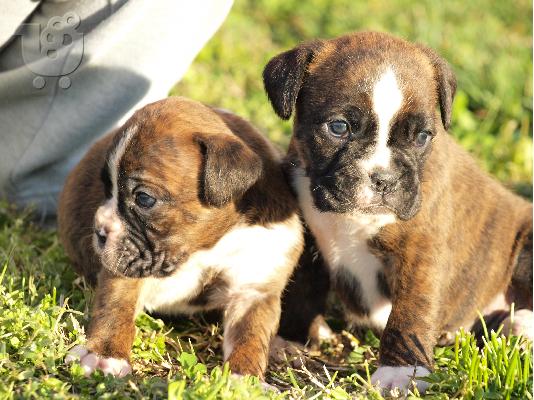 PoulaTo: boxer